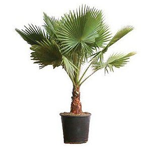 Palmeira da Califórnia ou Palmeira de Saia - Planta Delivery