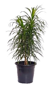 Pleomele Fita