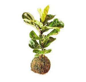 Kokedama Fícus Lyrata