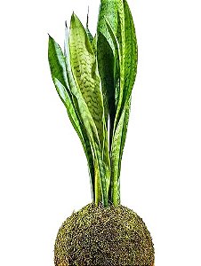 Kokedama Espada de São Jorge