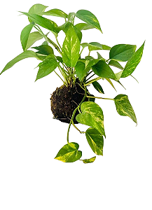 Kokedama Jiboia