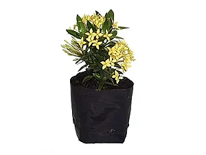 Mini Ixora Amarela - Caixa com 15 unidades