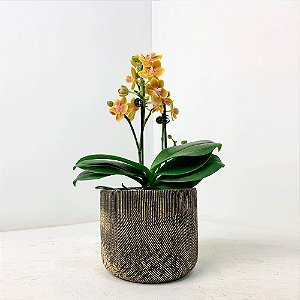 Mini Orquídea Amarela 2 Hastes em Cachepô Preto e Dourado