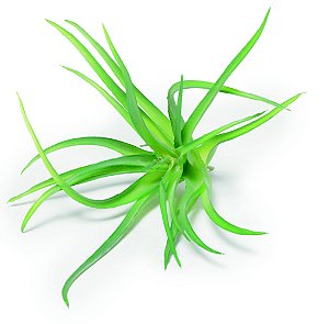 SUCULENTA PERMANENTE