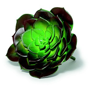 SUCULENTA PERMANENTE