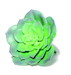 SUCULENTA PERMANENTE