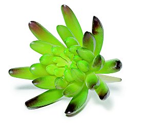 SUCULENTA PERMANENTE