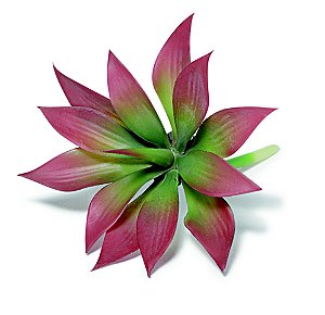 SUCULENTA PERMANENTE