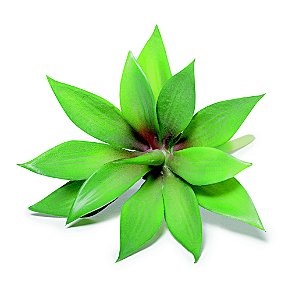 SUCULENTA PERMANENTE