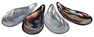 JG CENTROS MESA 4 PECAS OSTRA DEEP SEA EM VIDRO 19,5X10X7CM