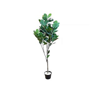 ÁRVORE FICUS ELASTICA PERMANENTE L60CM X A165CM X P60CM