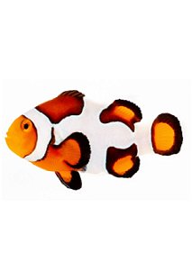 Peixe-Palhaço “Premium Picasso”