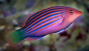 Pseudocheilinus Hexataenia (Sixline)