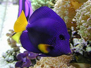 Purple Tang médio