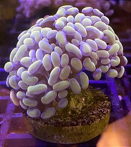 Hammer Gold 1 bocas