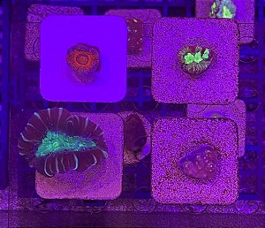 Pack Lps - Acanthastrea / Favia / Trumpet / Chalice