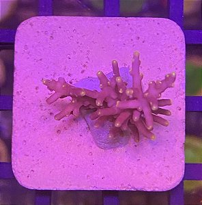 Acropora little Red Ferrari