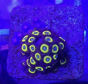 Zoanthus vulcan blood 20 pólipos