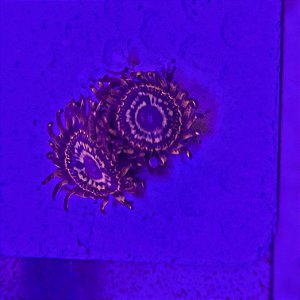 Palythoa Paradise (1 pólipo)