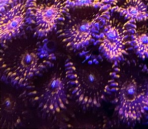 Pailthoa Darth maul ,muda c/1 pólipo