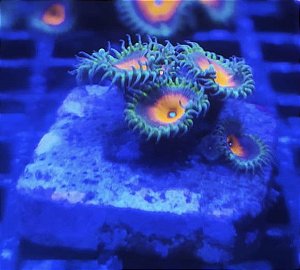 Palithoa capitão América (1 pólipo)