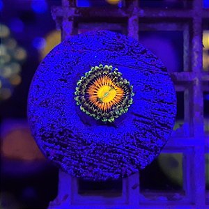 Palithoa raibow incineraitor-muda com 1 pólipo