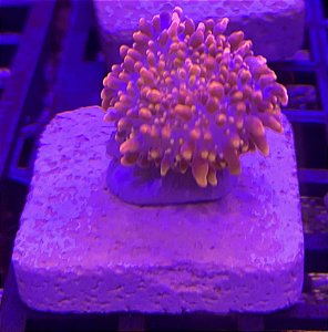 Ricordea yuma raibow ultra