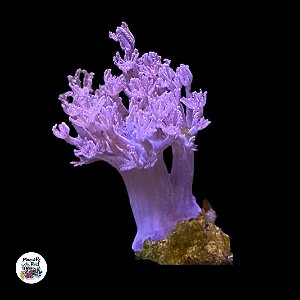 Xênia Pompom 2 talos