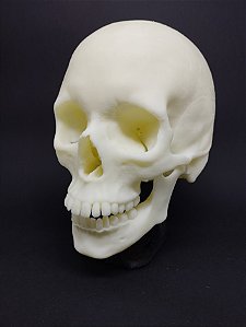 Modelo anatômico de crânio humano