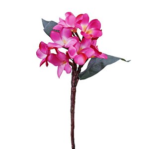 Galho de Frangipani Com Folhas