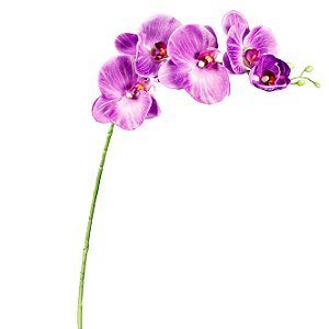 Galho de Orquídea Phalaenopsis