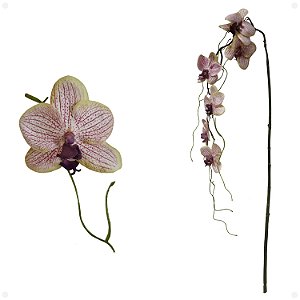 Pendente de Phalaenopsis Artificial Kit com 3
