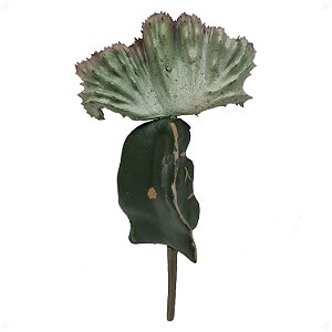 Cacto Coral Leque Artificial Premium Realista 20CM