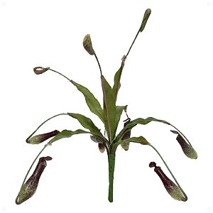 Planta Carnívora Nepenthes Artificial Premium Kit com 6
