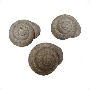 Concha do Mar Artificial Para Decoração Premium Kit com 3