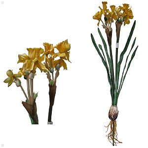 Narciso com Bulbo Artificiail 42CM Kit com 2