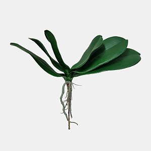 Folha de Orquídea Phalaenopsis Com Raíz Premium Luxo