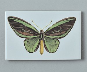Azulejo Borboleta