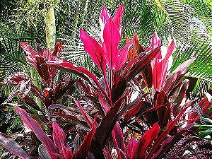Peregun Roxo / Dracena