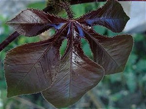 Pinhão Roxo