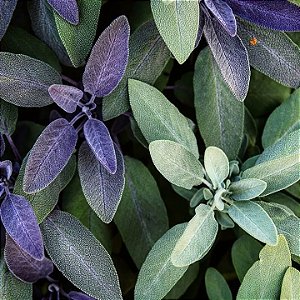 Salvia officinalis (Folhas)