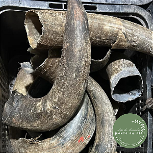 Chifre de Boi Natural Rústico - Tamanho G