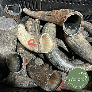 Chifre de Boi Natural Rústico - Tamanho P