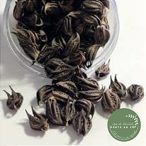 Garra do Pombagira / Garra do Diabo/Exu - unitário