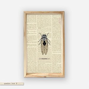 QUADRO BOX – CICADA
