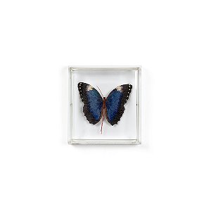 Quadro Acrilico Botânica - Borboleta Azul