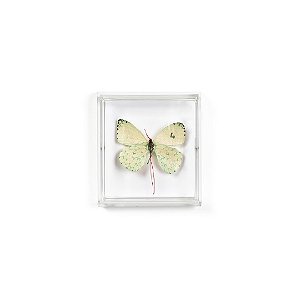 Quadro Acrilico Botânica - Borboleta Branca