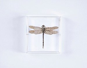 Quadro Acrilico Botânica - Libélula