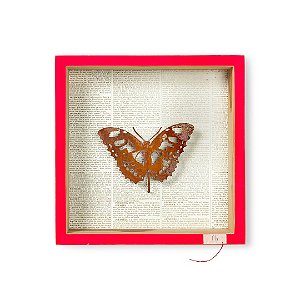 Quadro Caixa Pinus Pink - Borboleta em Ferro