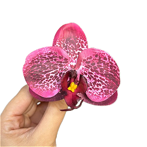Porta-guardanapo Orquídea vinho